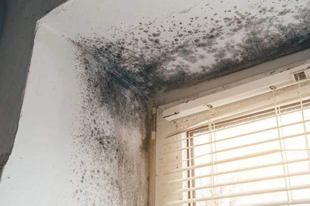 Affordable Mold Cleanup solutions in Crofton, MD